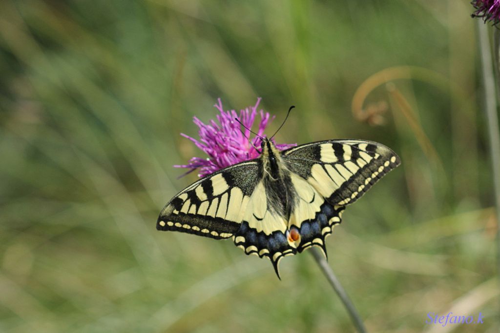 Papilio machaon